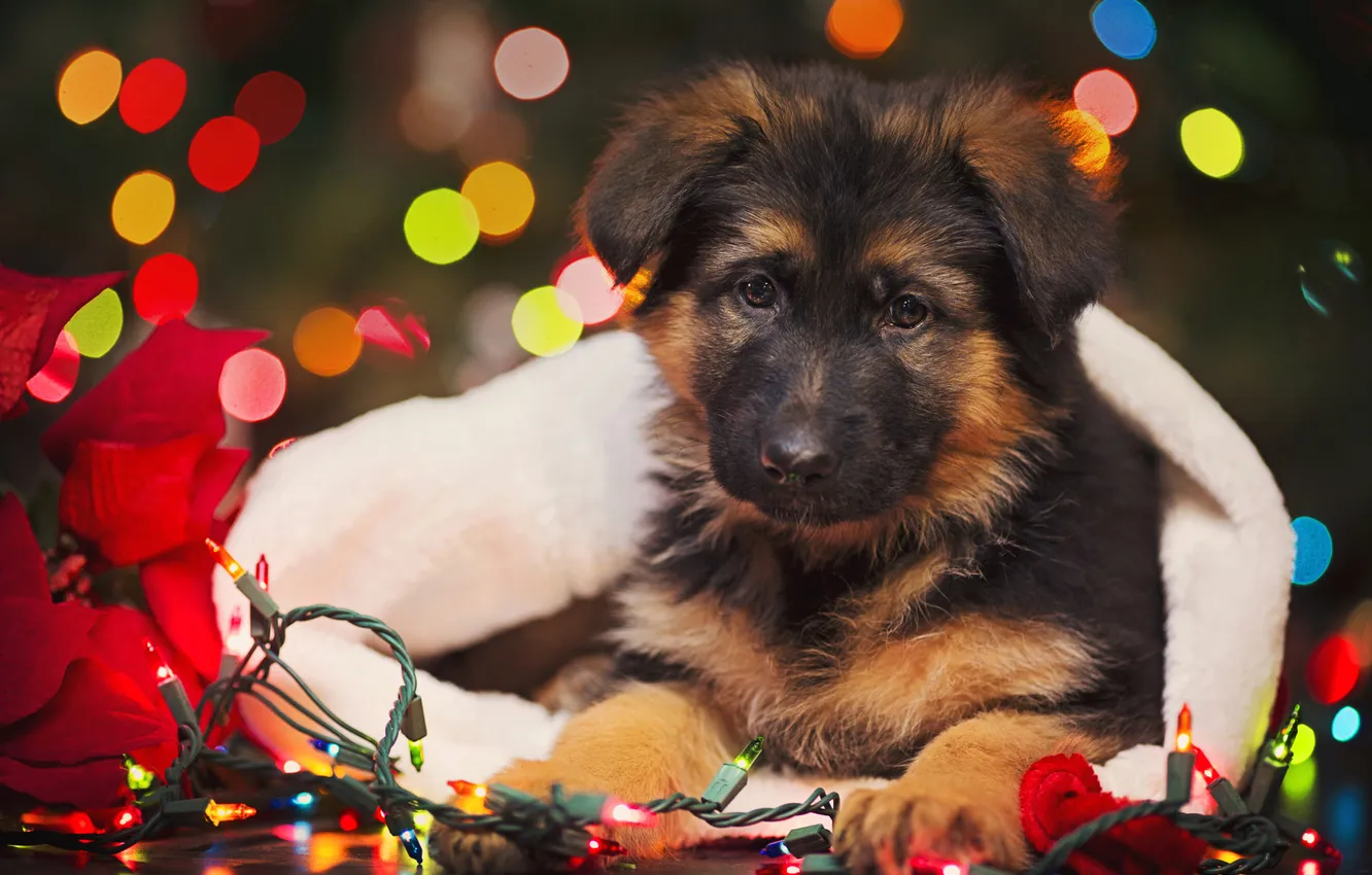 Photo wallpaper look, new year, dog, Christmas, puppy, garland, face, bokeh
