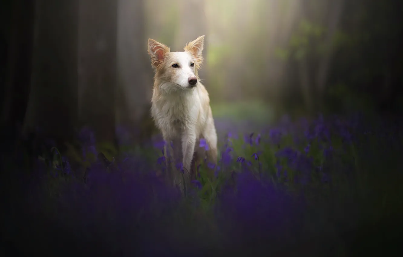 Photo wallpaper look, nature, dog