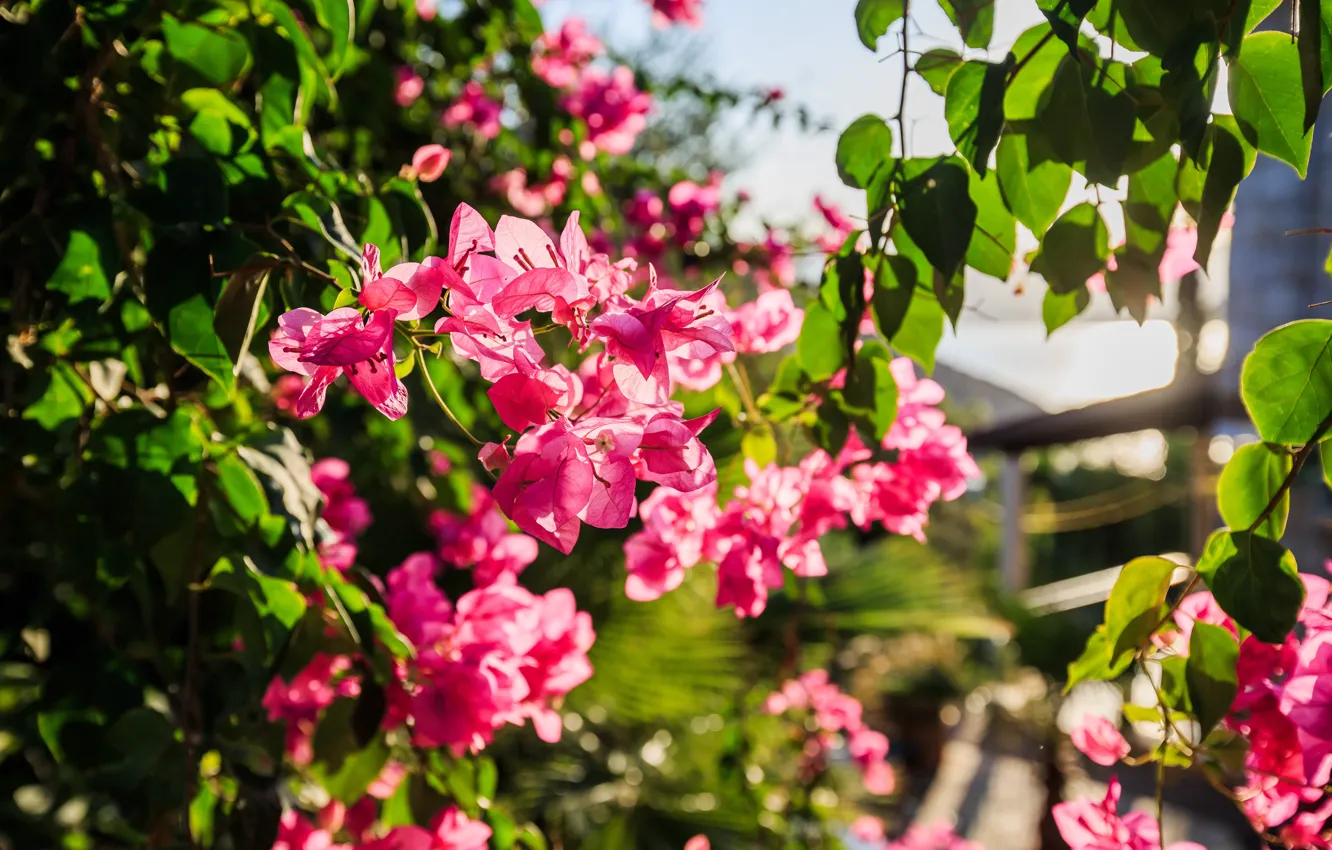 Photo wallpaper summer, the sun, flowers, Turkey, Sunny colors