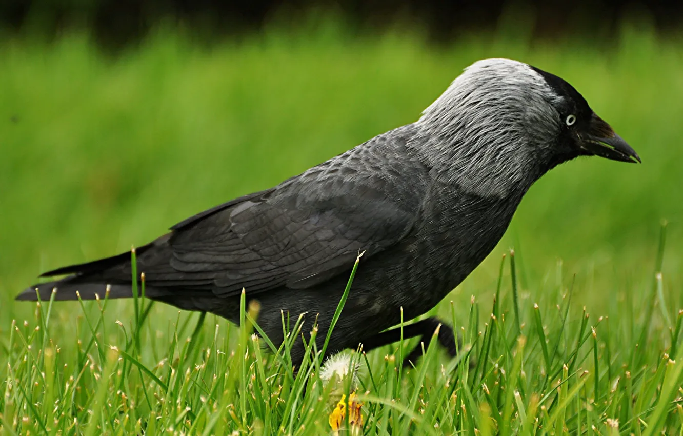 Photo wallpaper bird, Raven, crow