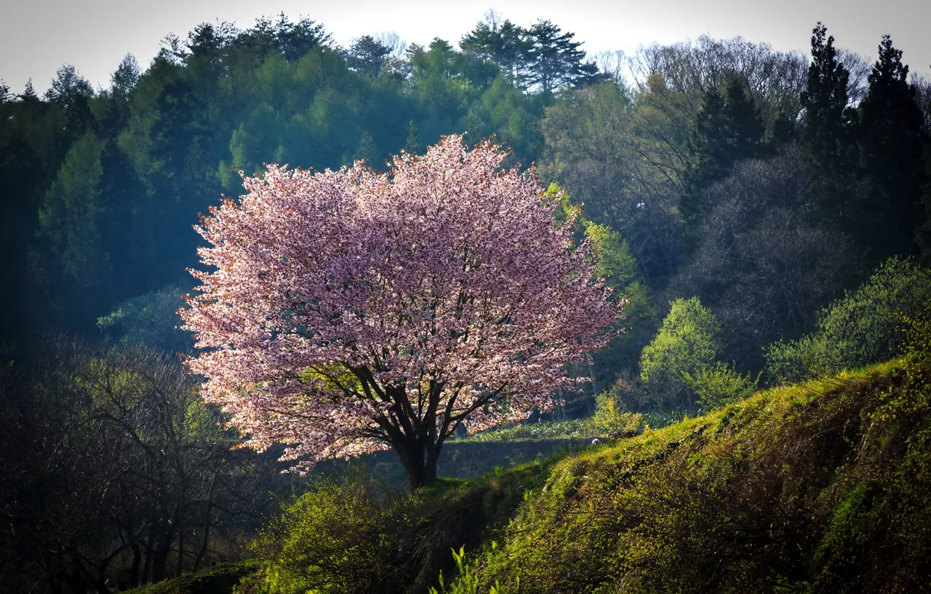 Photo wallpaper forest, nature, tree, Japan, Sakura, flowering, Nagano