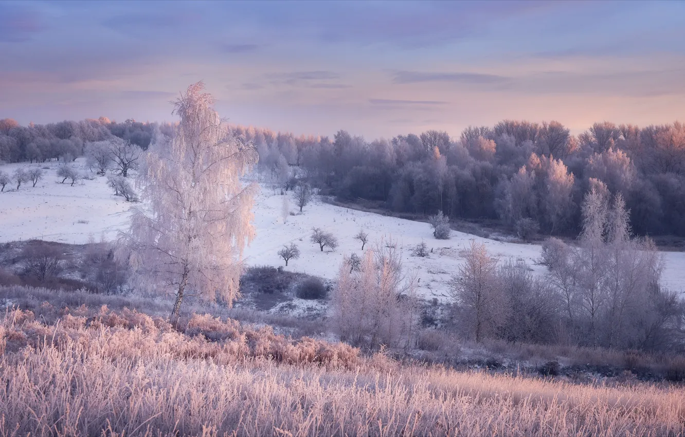 Photo wallpaper winter, frost, grass, snow, trees, landscape, nature, dawn