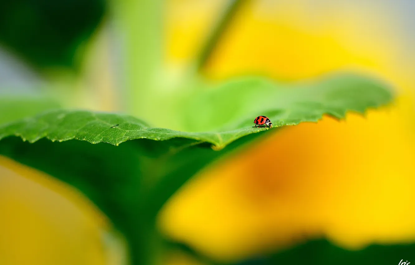 Photo wallpaper sheet, ladybug, focus, blur, nasekomoe
