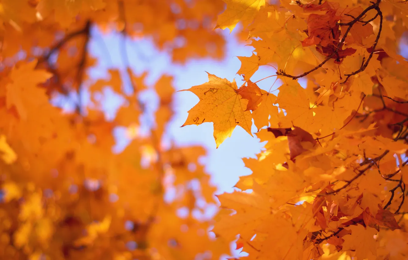 Photo wallpaper autumn, leaves, nature