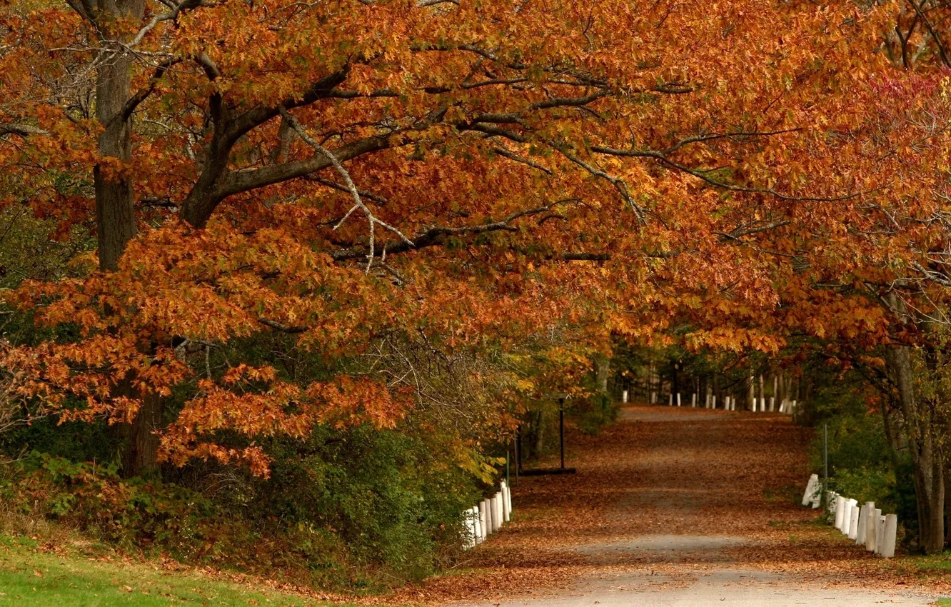 Photo wallpaper road, autumn, leaves, trees, Park