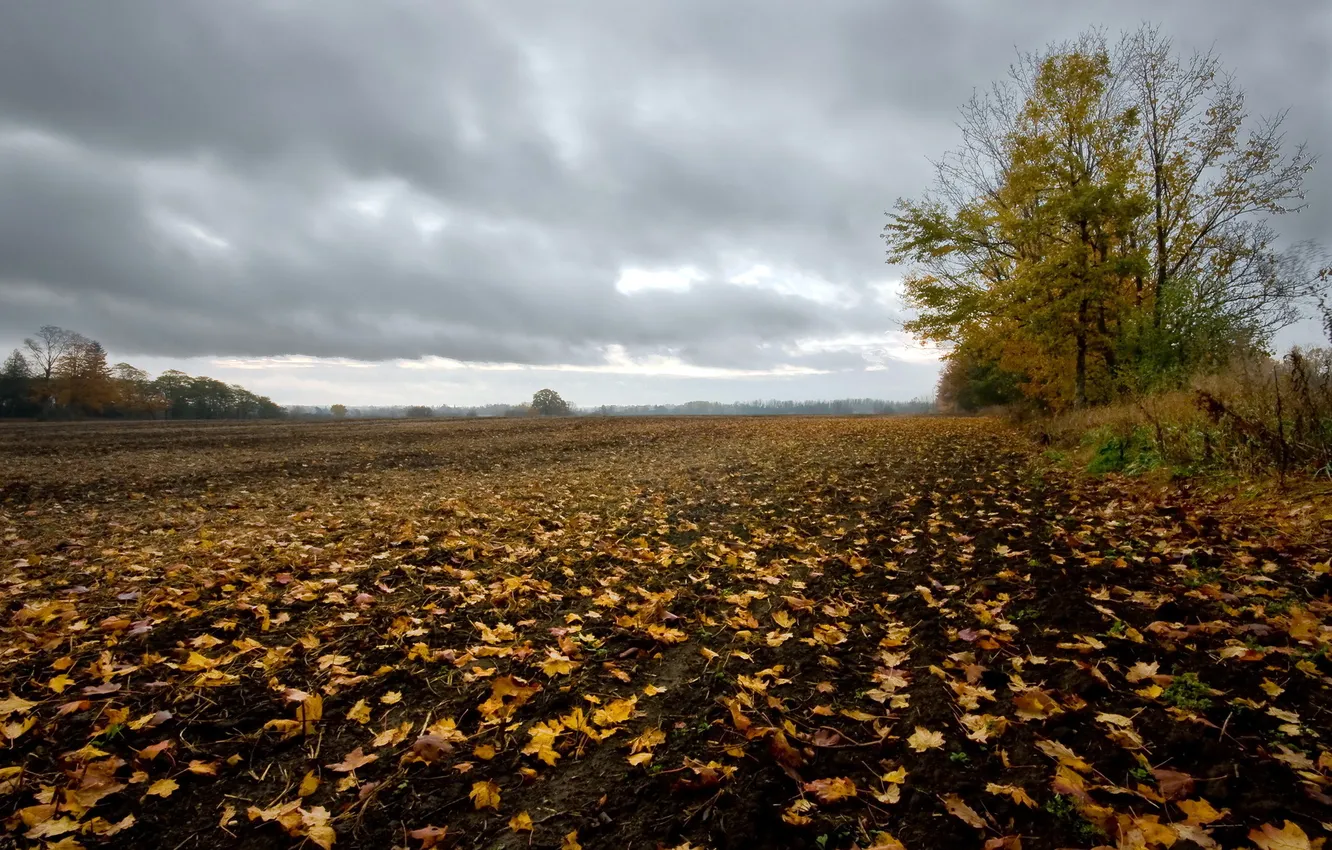 Photo wallpaper field, autumn, leaves