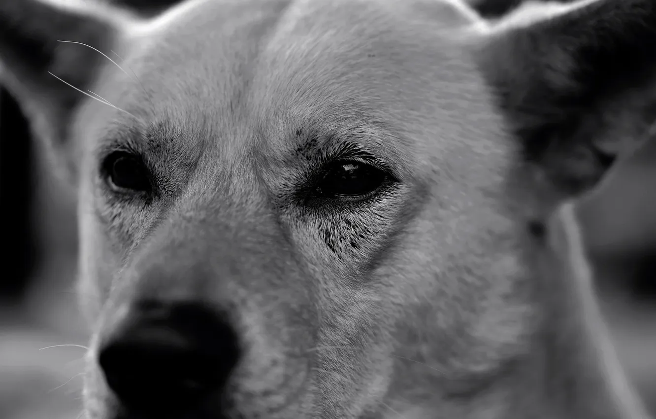 Photo wallpaper look, each, dog, dog