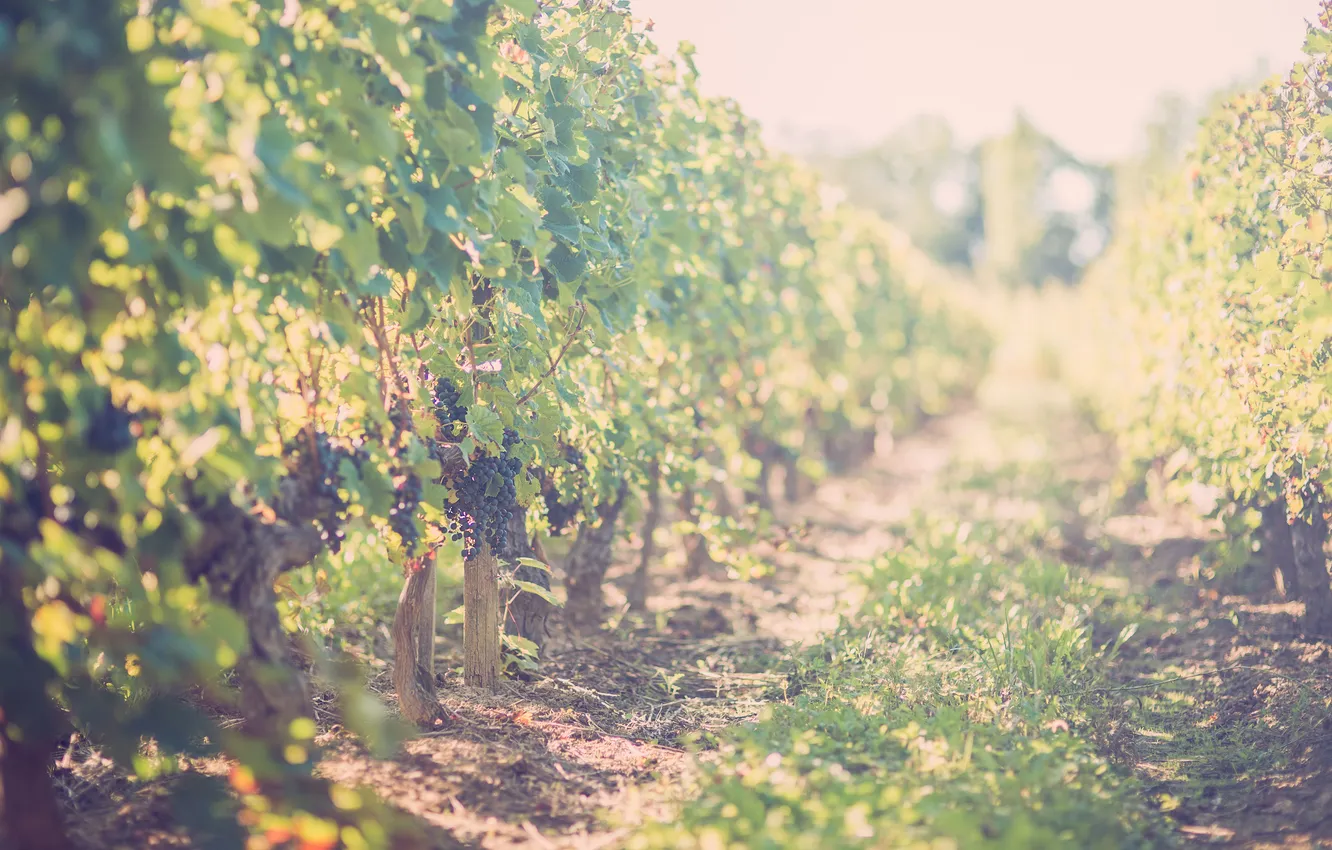 Photo wallpaper grapes, vineyard, solar