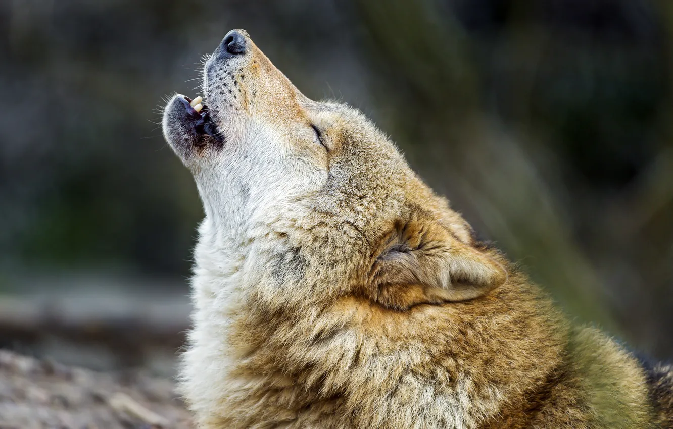 Photo wallpaper wolf, predator, howl, sings, ©Tambako The Jaguar