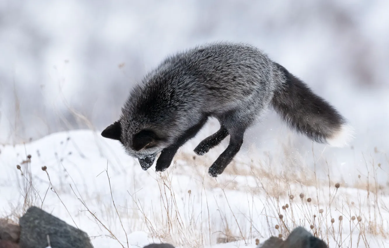 Photo wallpaper winter, snow, jump, Fox, Silver Fox