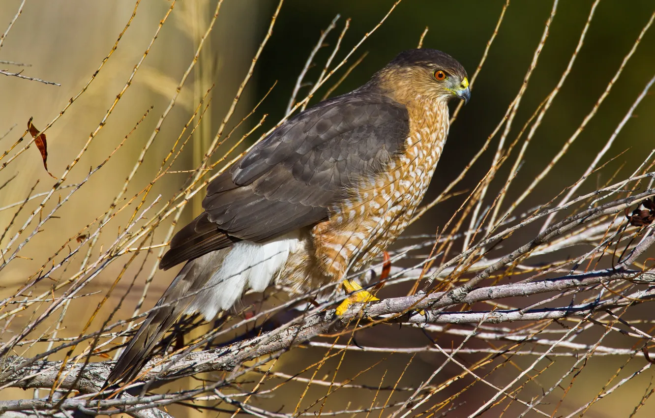 Photo wallpaper branches, bird, predator, beak, Hawk Cooper's