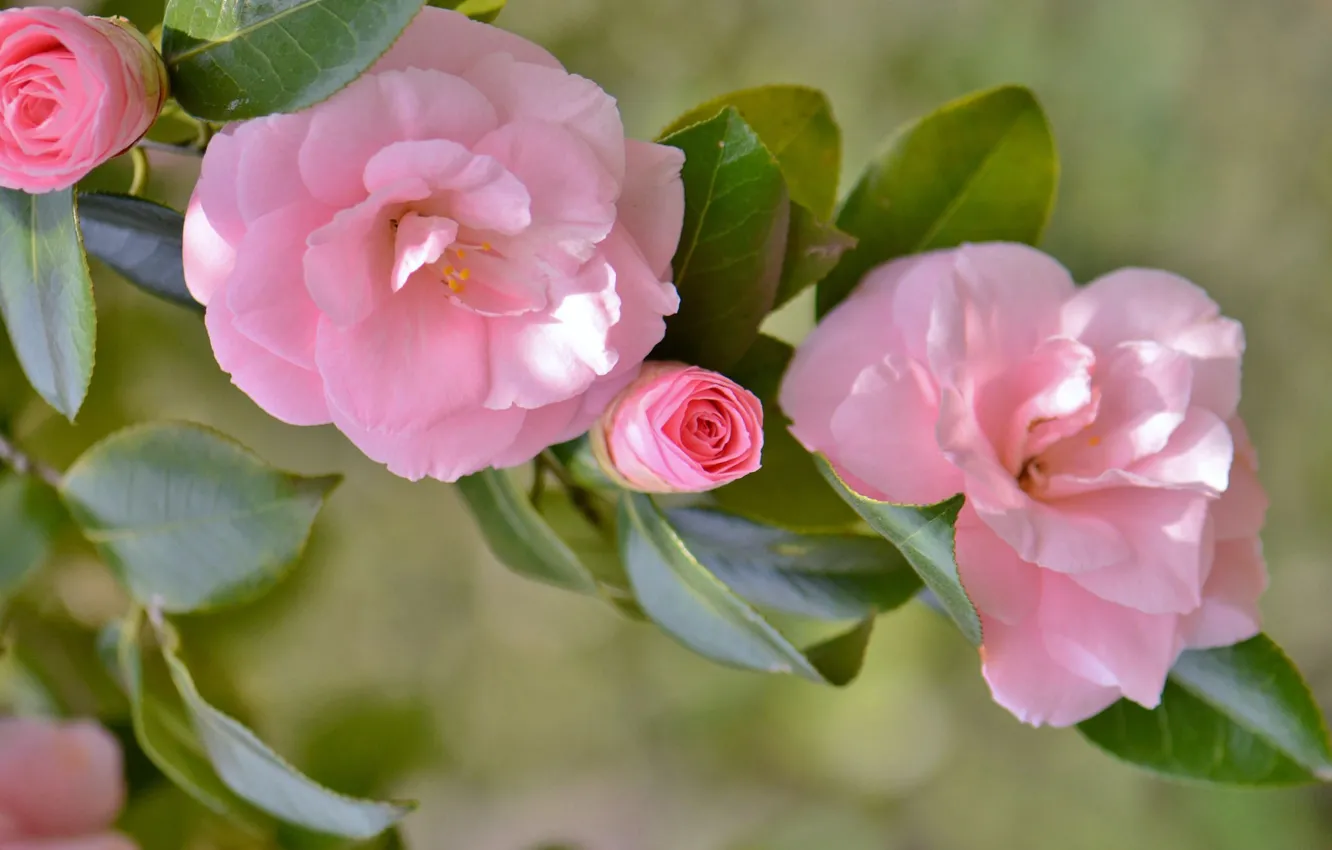 Photo wallpaper leaves, macro, branches, buds, Camellia