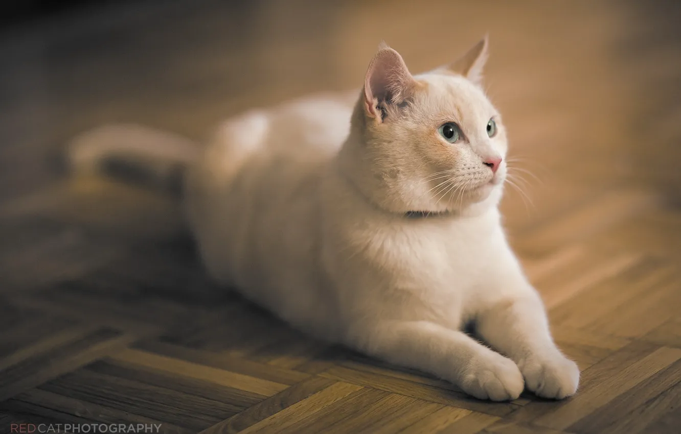 Photo wallpaper cat, cat, face, stay, flooring, lies, white