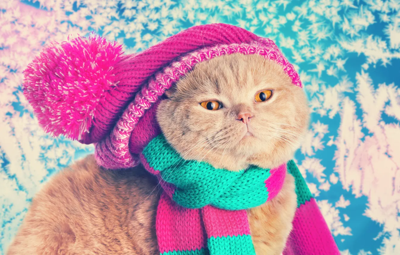 Photo wallpaper cat, cat, hat, scarf