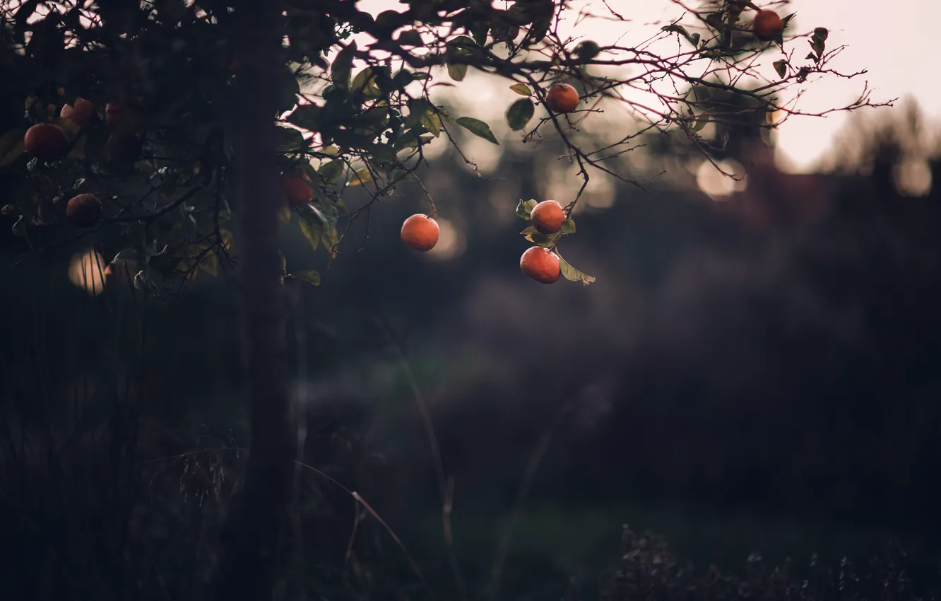 Photo wallpaper nature, tree, tangerines