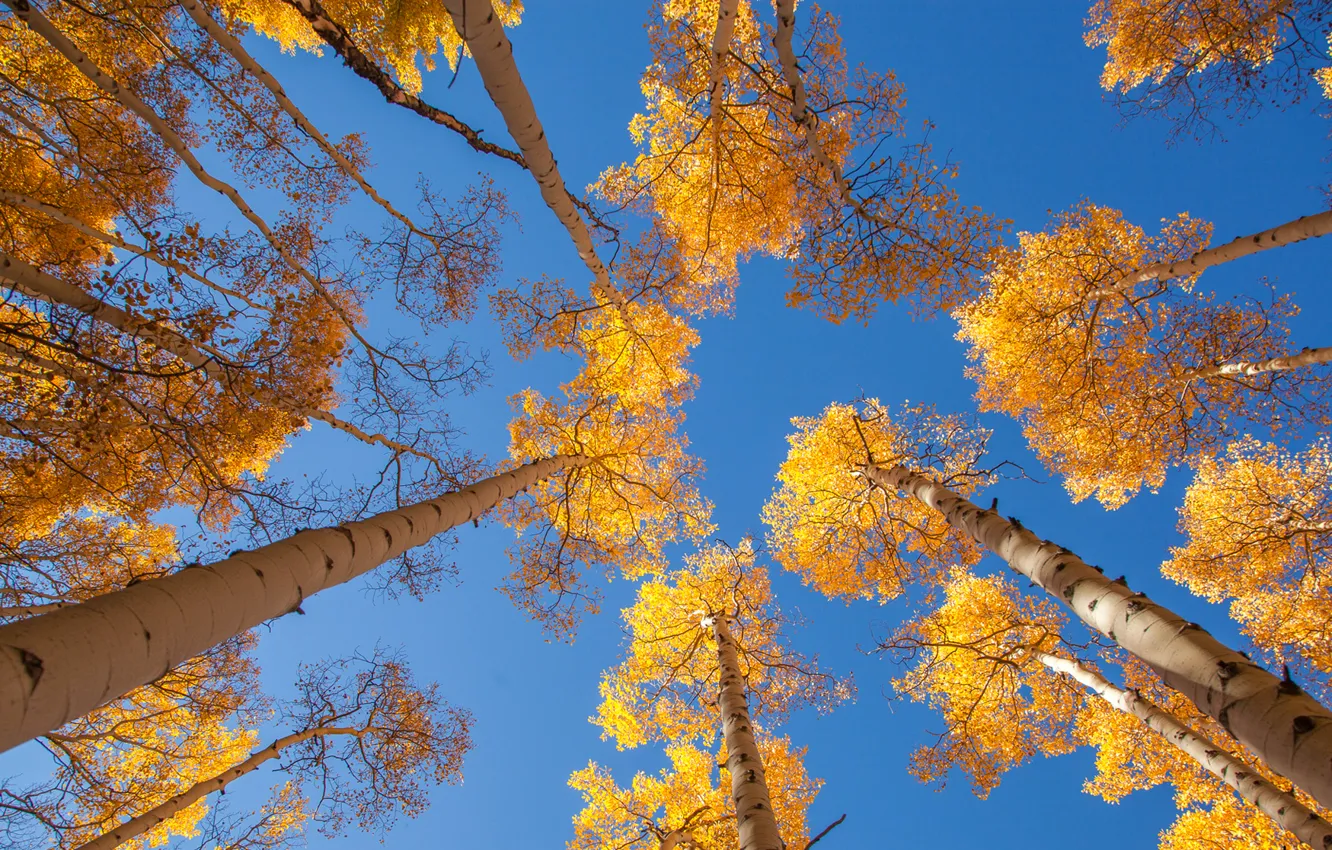 Photo wallpaper autumn, the sky, leaves, trees, trunk, aspen