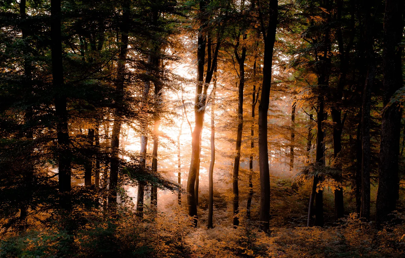 Photo wallpaper autumn, forest, leaves, the sun, rays, light, trees, branches