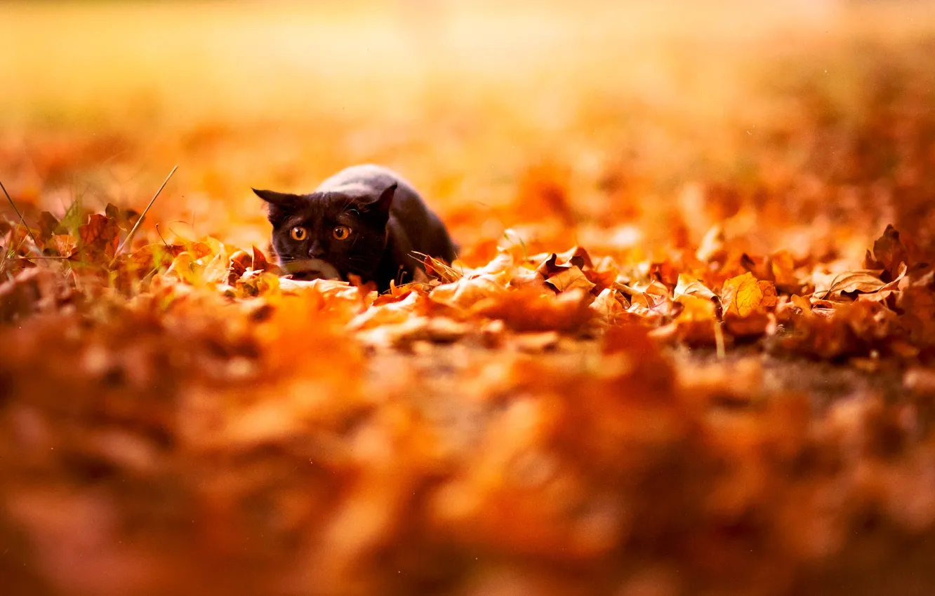 Photo wallpaper autumn, cat, leaves, nature, background, Wallpaper, black, bright