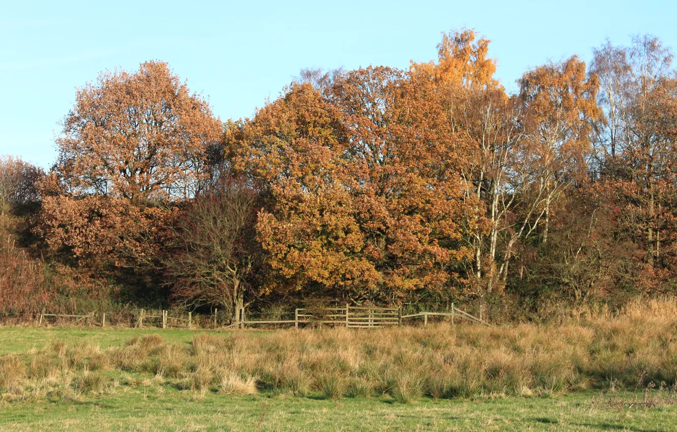 Photo wallpaper field, trees, Autumn, trees, field, autumn, fall