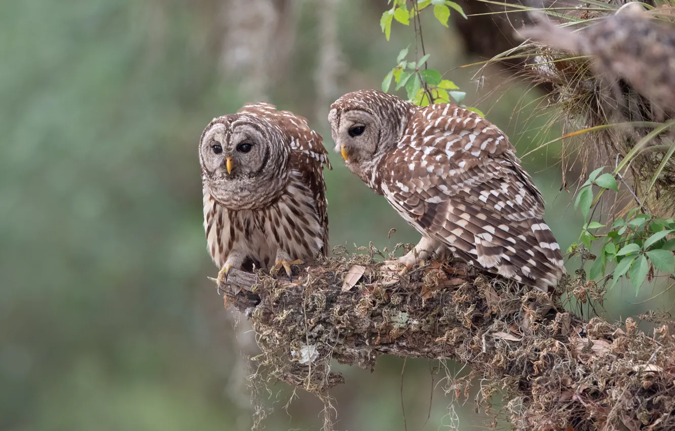 Photo wallpaper birds, owls, a couple, A barred owl