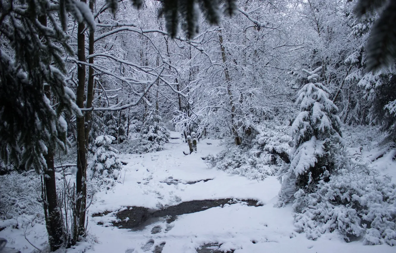 Photo wallpaper winter, forest, snow, trees, nature, Germany, path, Germany