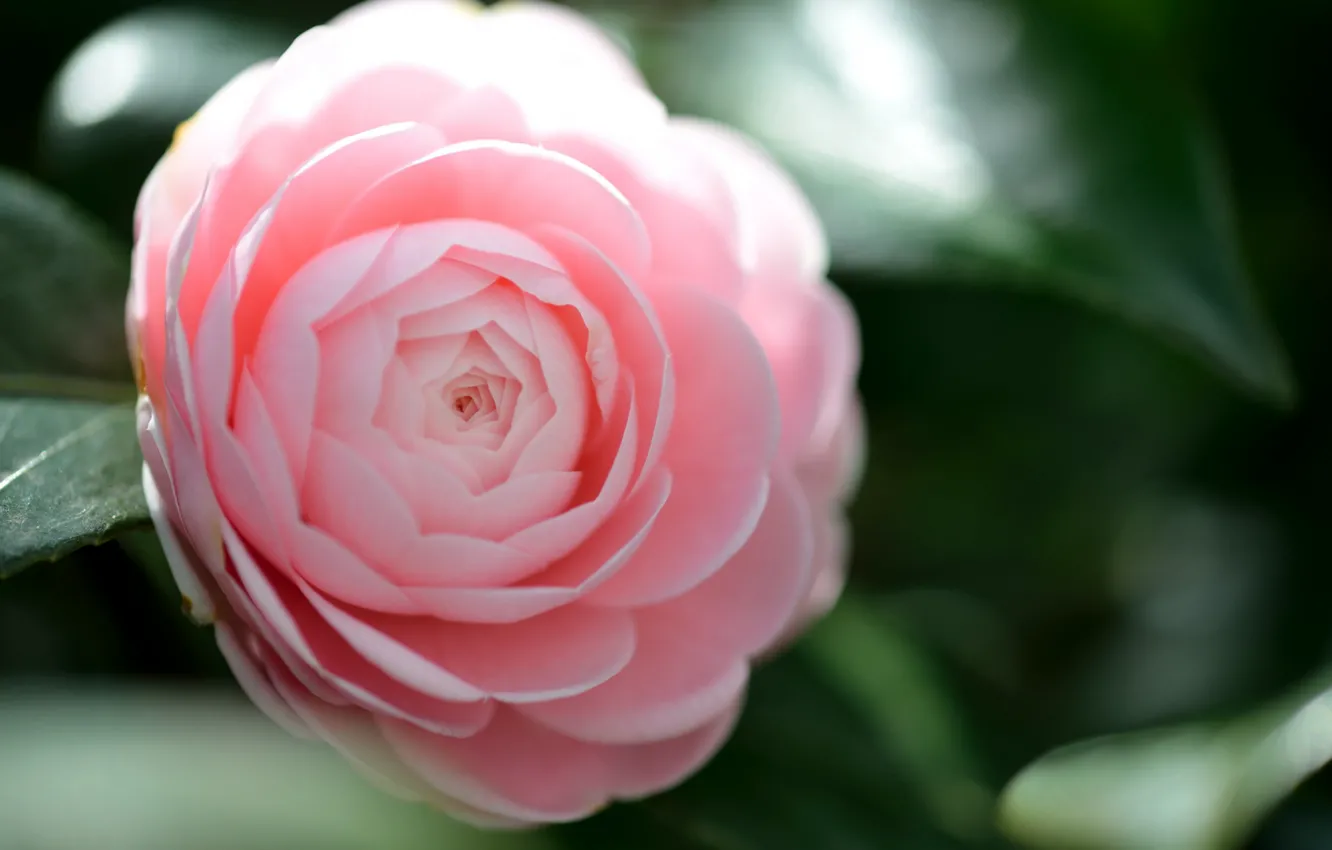 Photo wallpaper blur, pink, Camellia