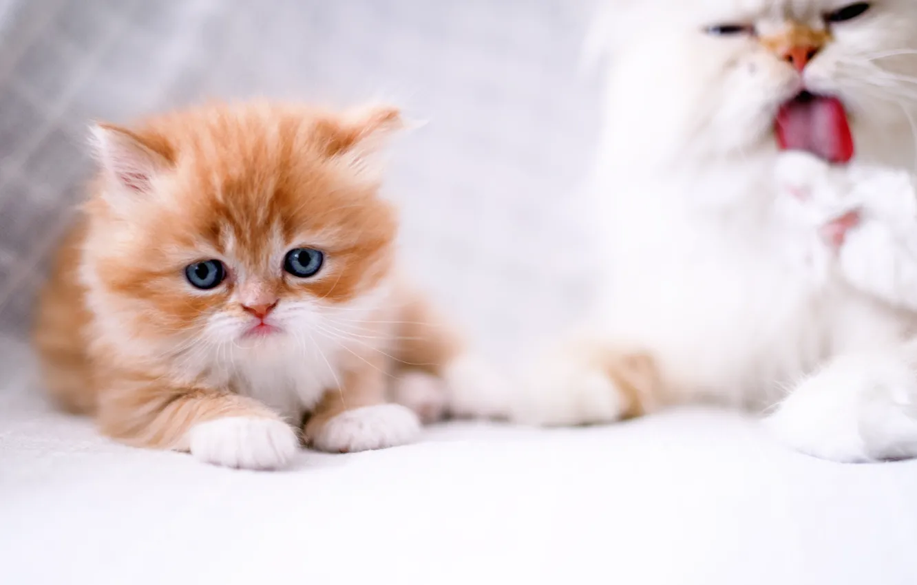 Photo wallpaper cat, look, kitty, ginger kitten