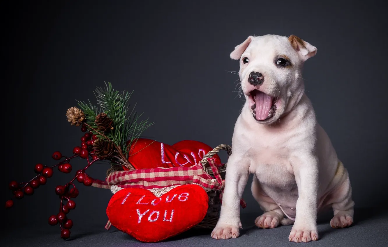 Photo wallpaper heart, dog, dog