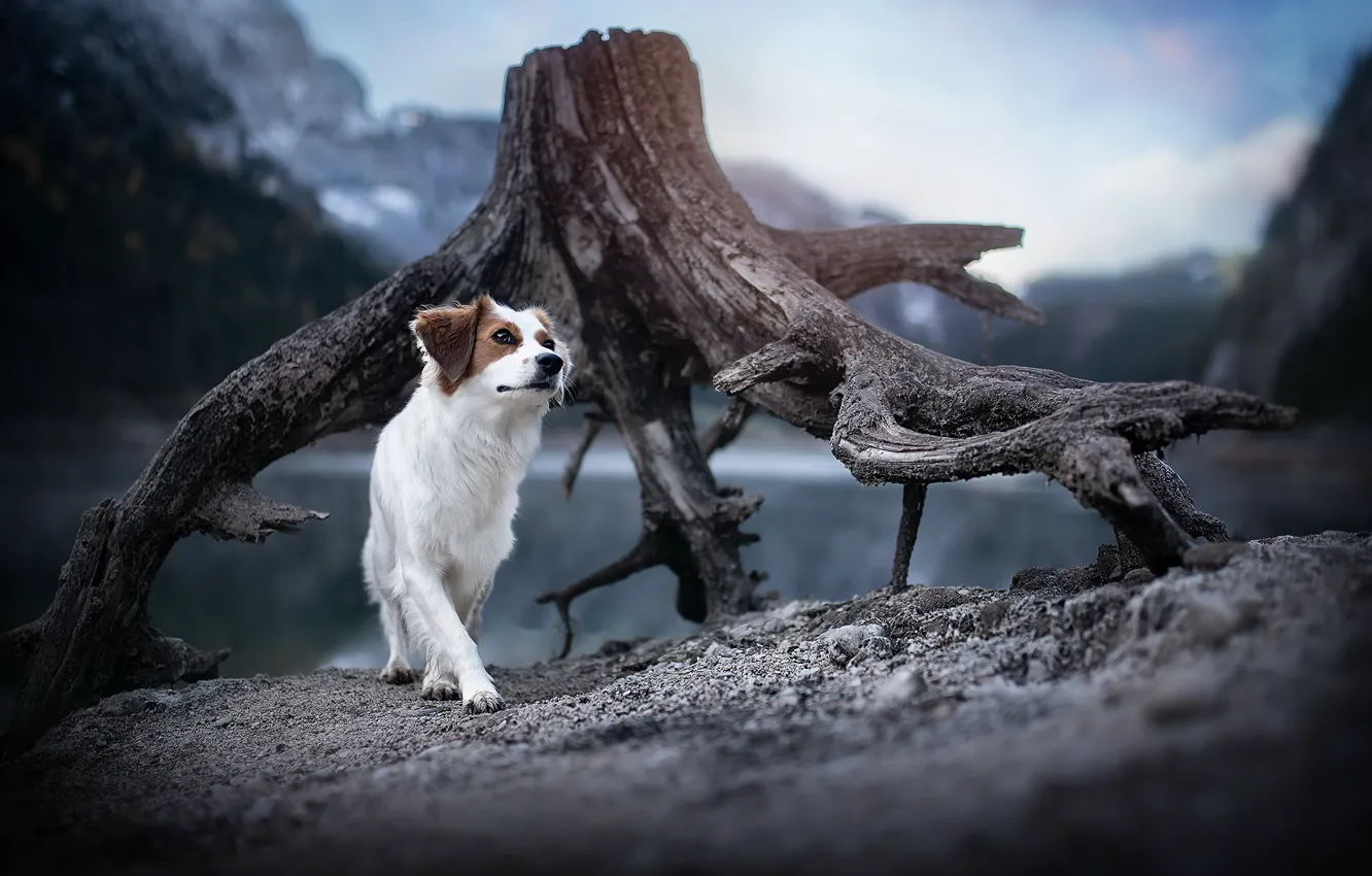 Photo wallpaper each, stump, dog