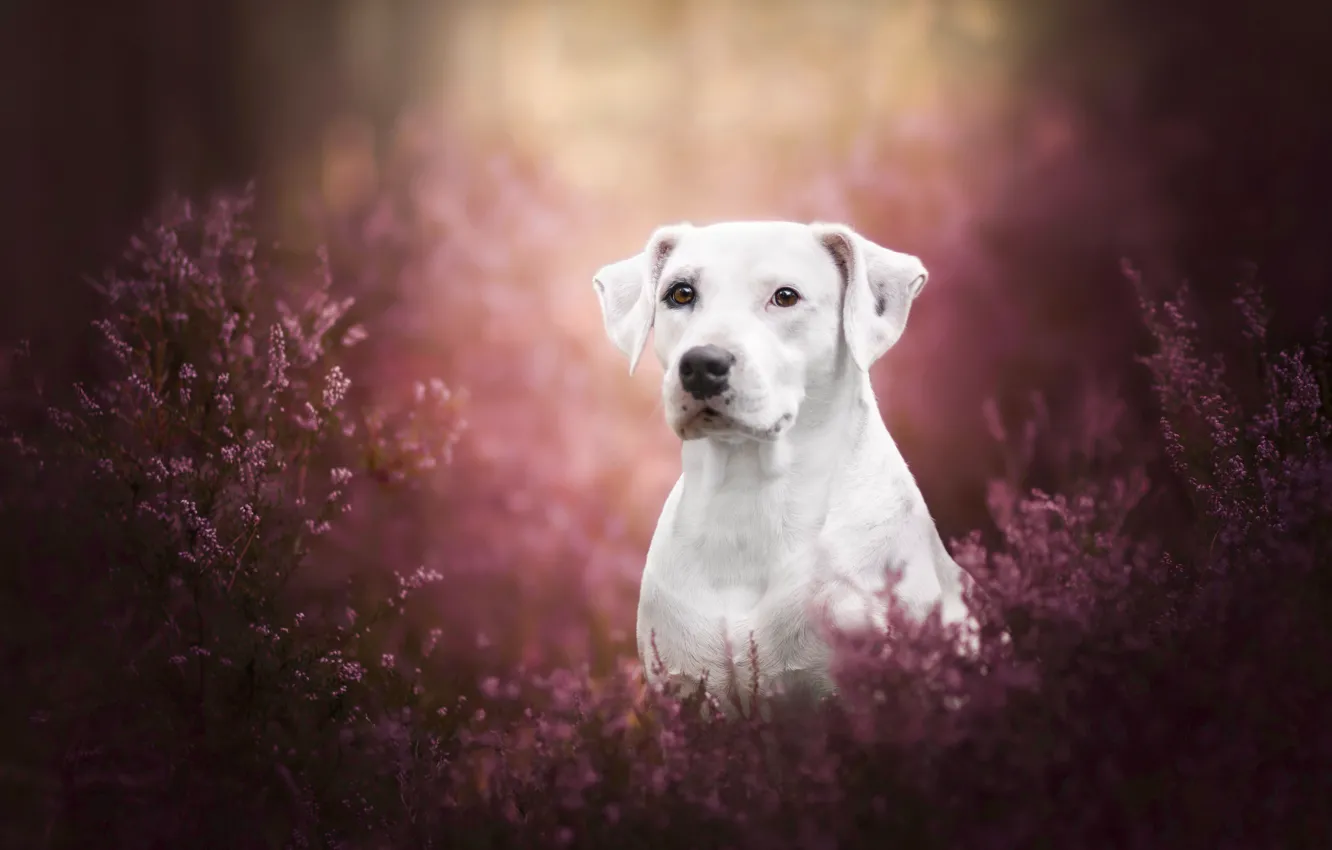 Photo wallpaper flowers, dog, Heather
