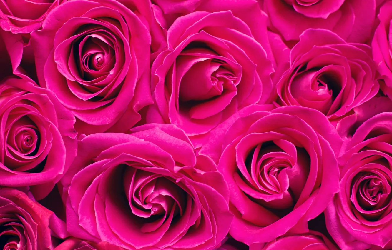 Photo wallpaper flowers, carpet, roses, petals