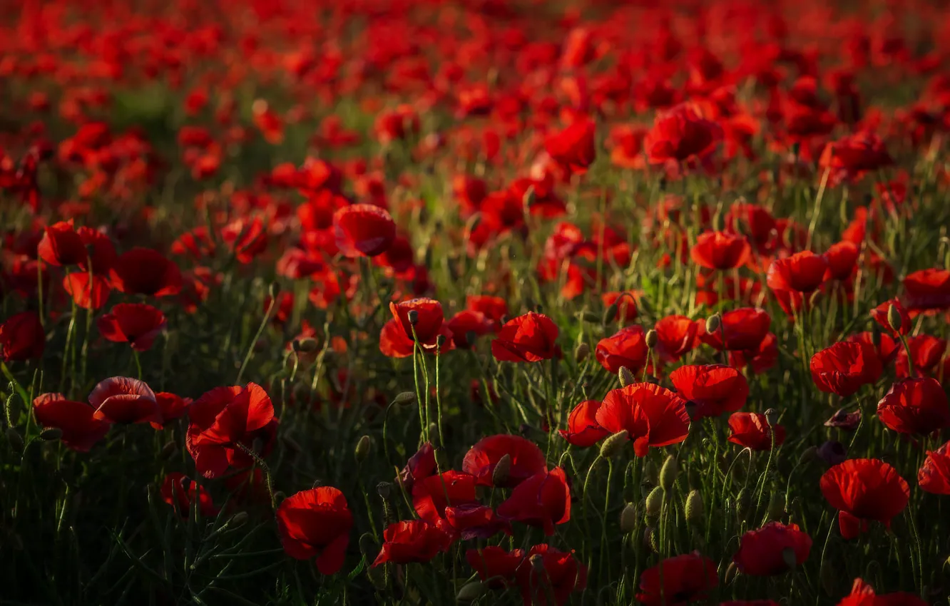 Photo wallpaper summer, flowers, red, Maki, meadow, a lot, bokeh, poppy field
