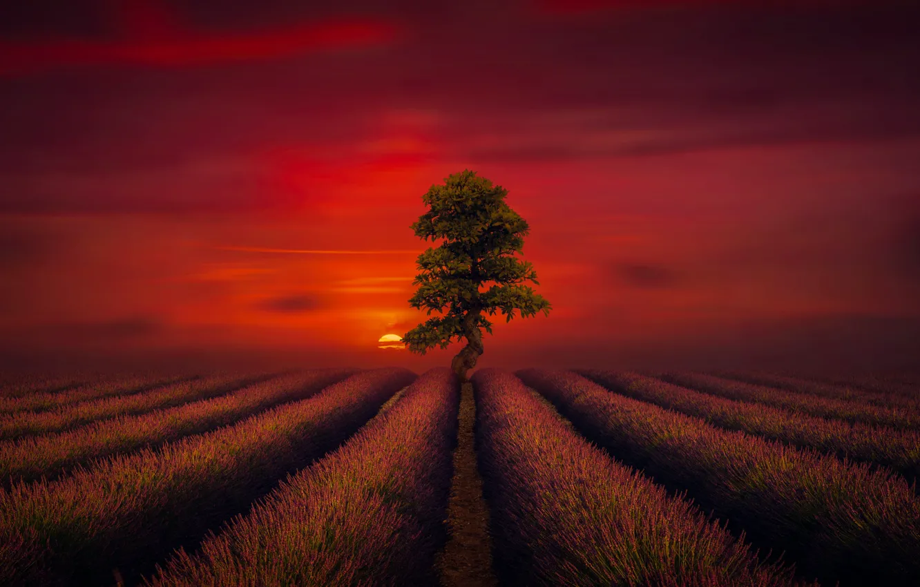Photo wallpaper field, the sun, sunset, tree