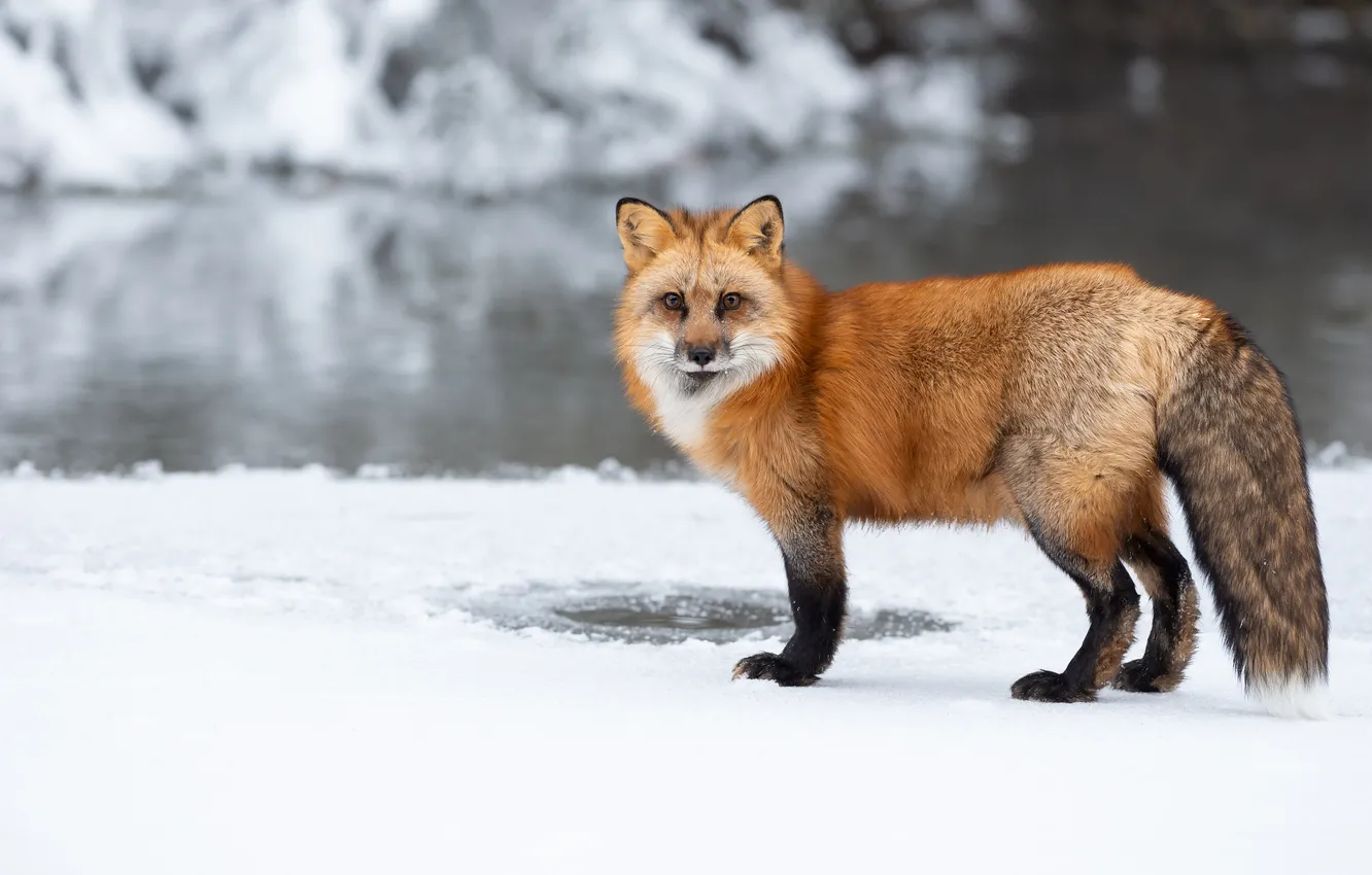Photo wallpaper look, face, snow, winter, nature, Fox