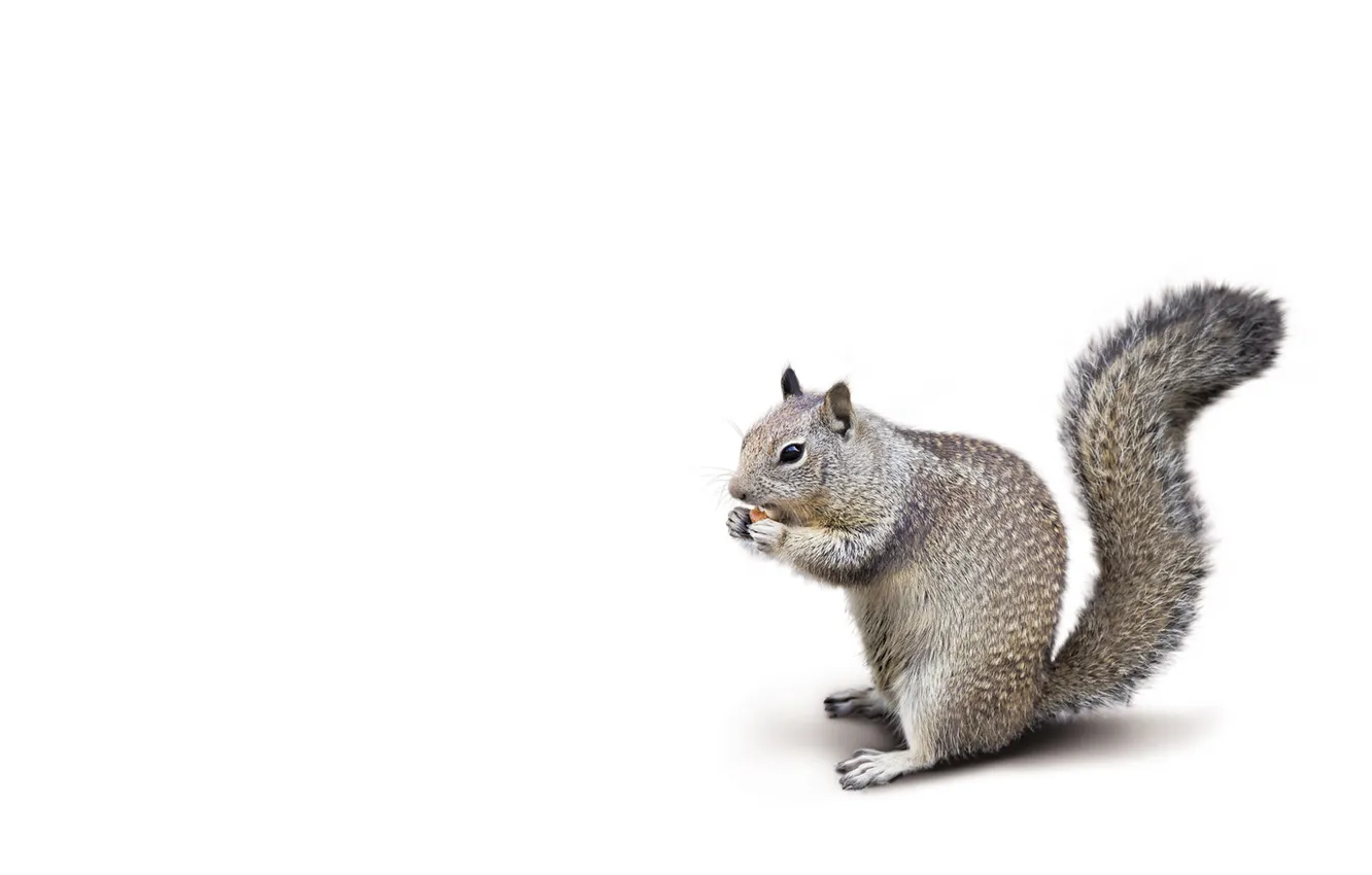 Photo wallpaper fluffy, protein, white background, eats, tailed