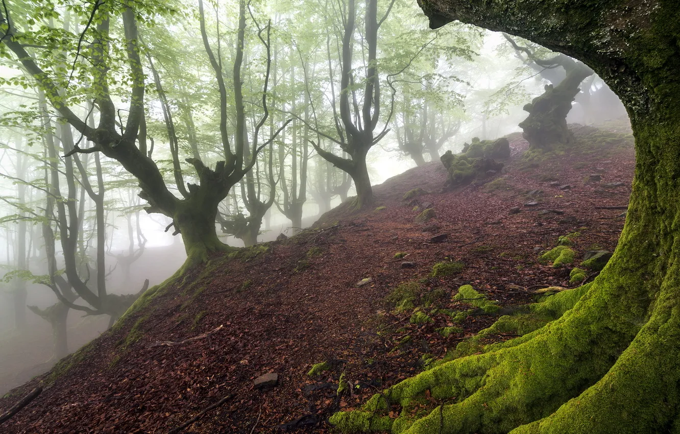 Photo wallpaper forest, trees, nature