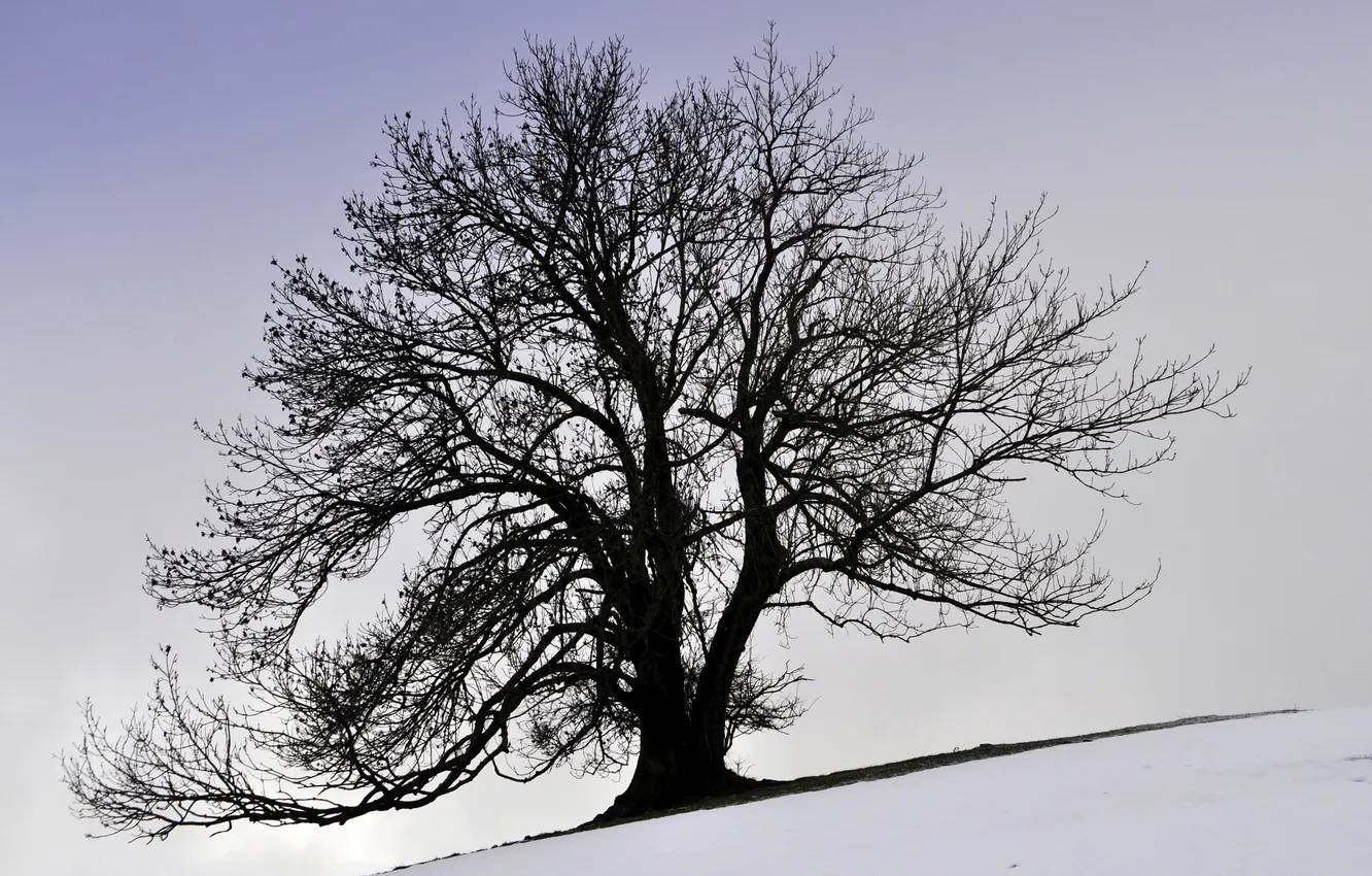 Photo wallpaper winter, snow, tree, crown