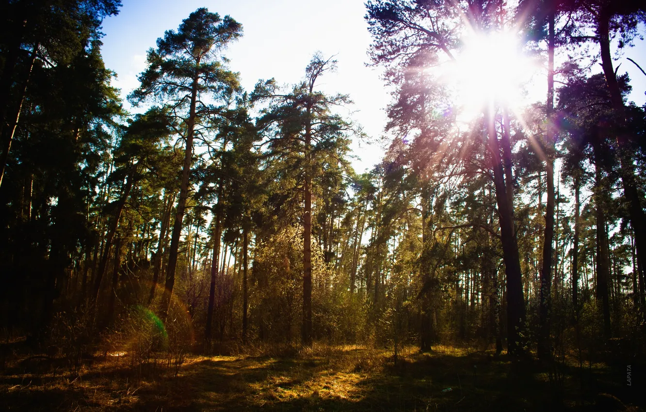 Photo wallpaper forest, the sky, the sun, trees, pine