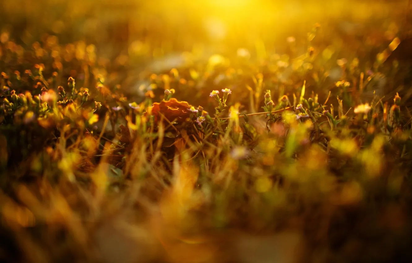 Photo wallpaper grass, color, the sun, rays, light, flowers, nature, photo