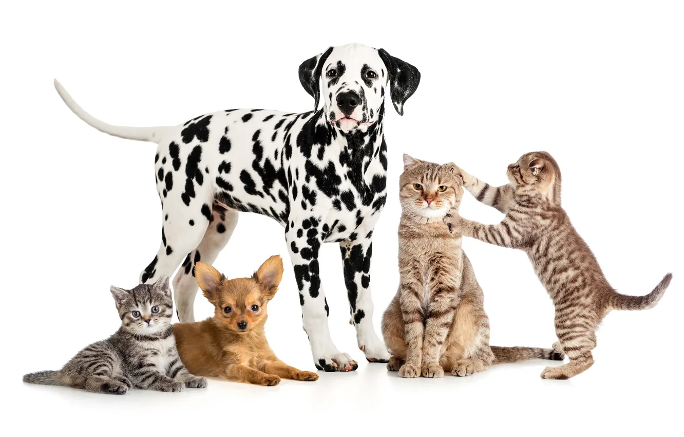 Photo wallpaper cat, dog, white background, kitty, Chihuahua, Dalmatian