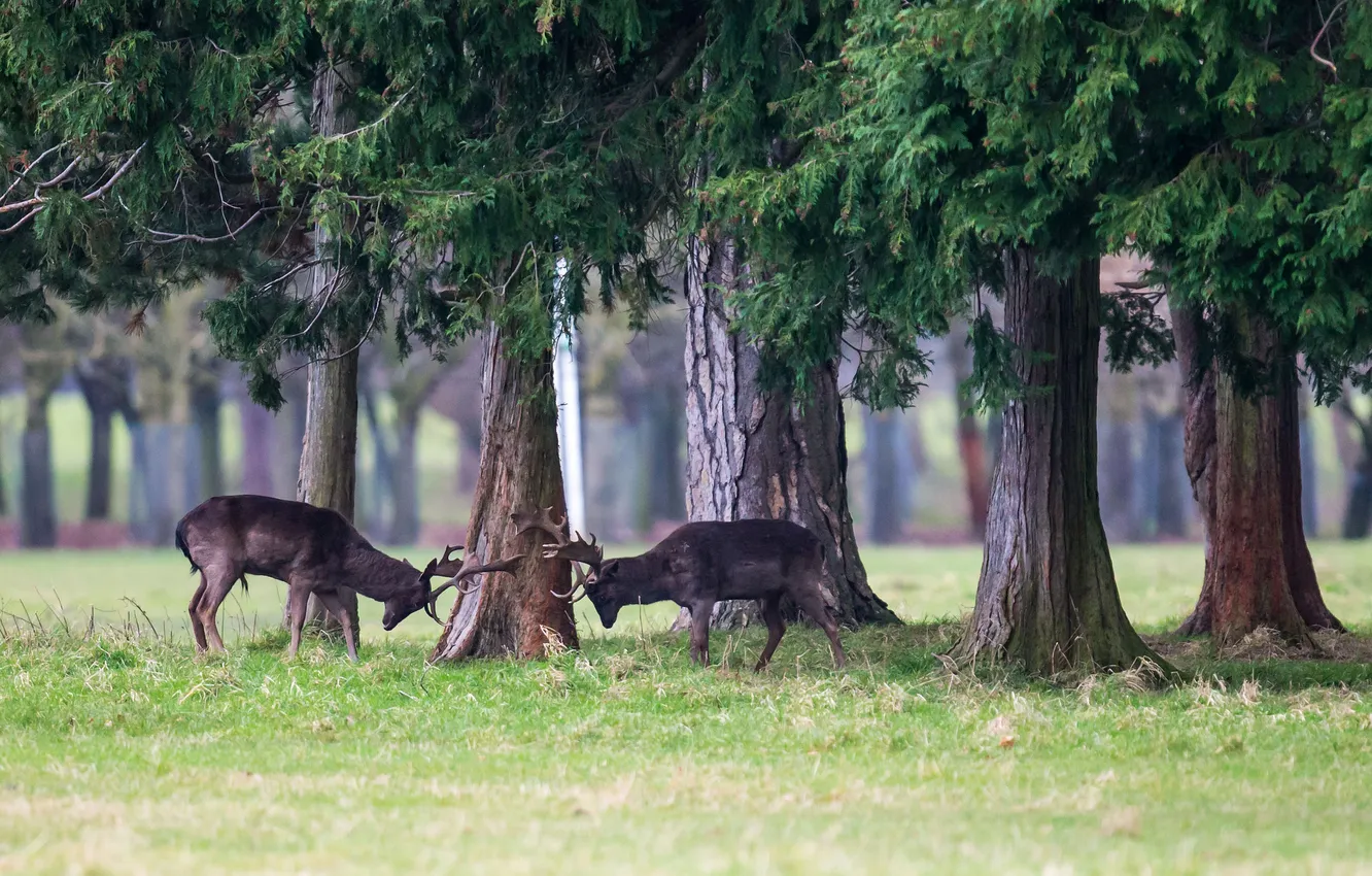 Photo wallpaper forest, trees, the game, deer