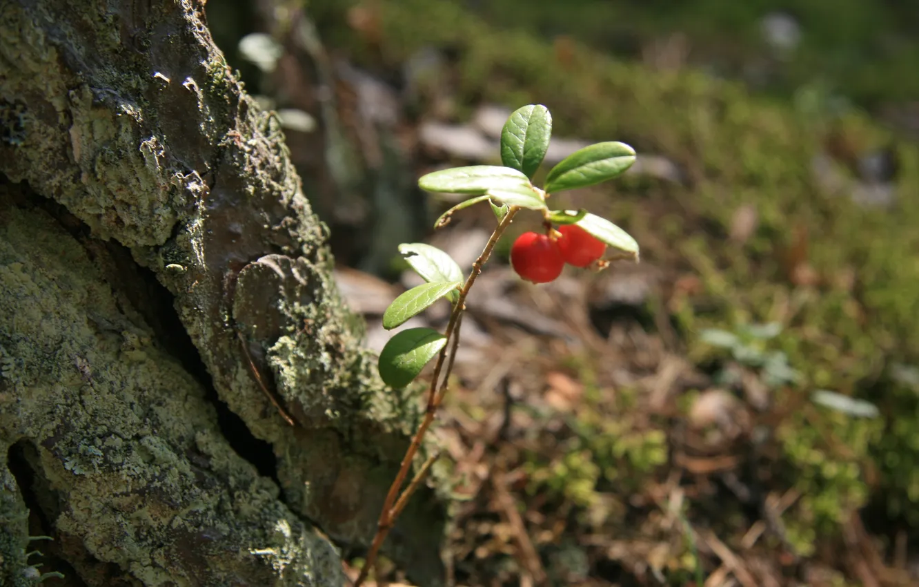 Photo wallpaper forest, macro, trees, nature, walk, cranberries