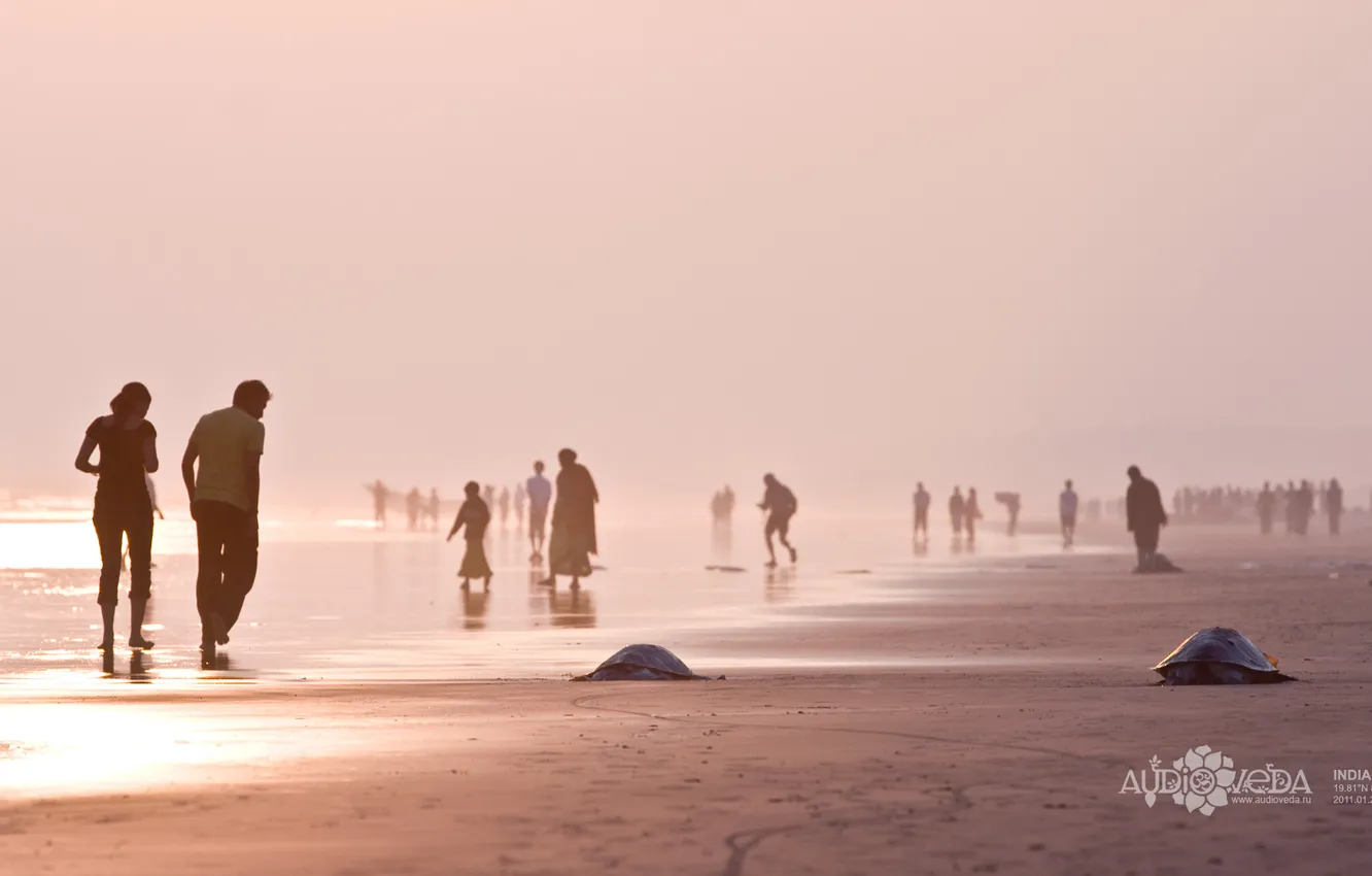 Photo wallpaper sea, beach, turtle, morning