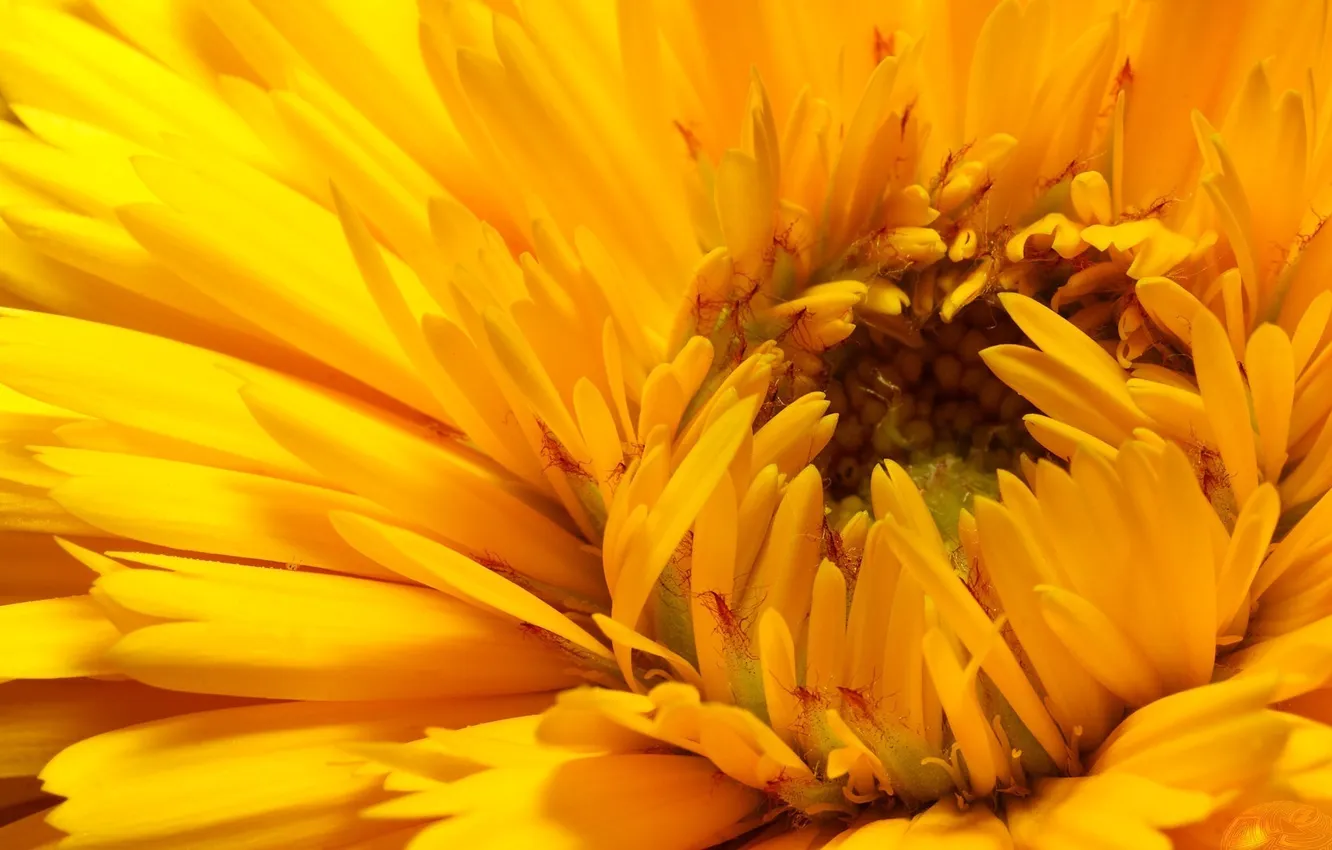 Photo wallpaper macro, heat, core