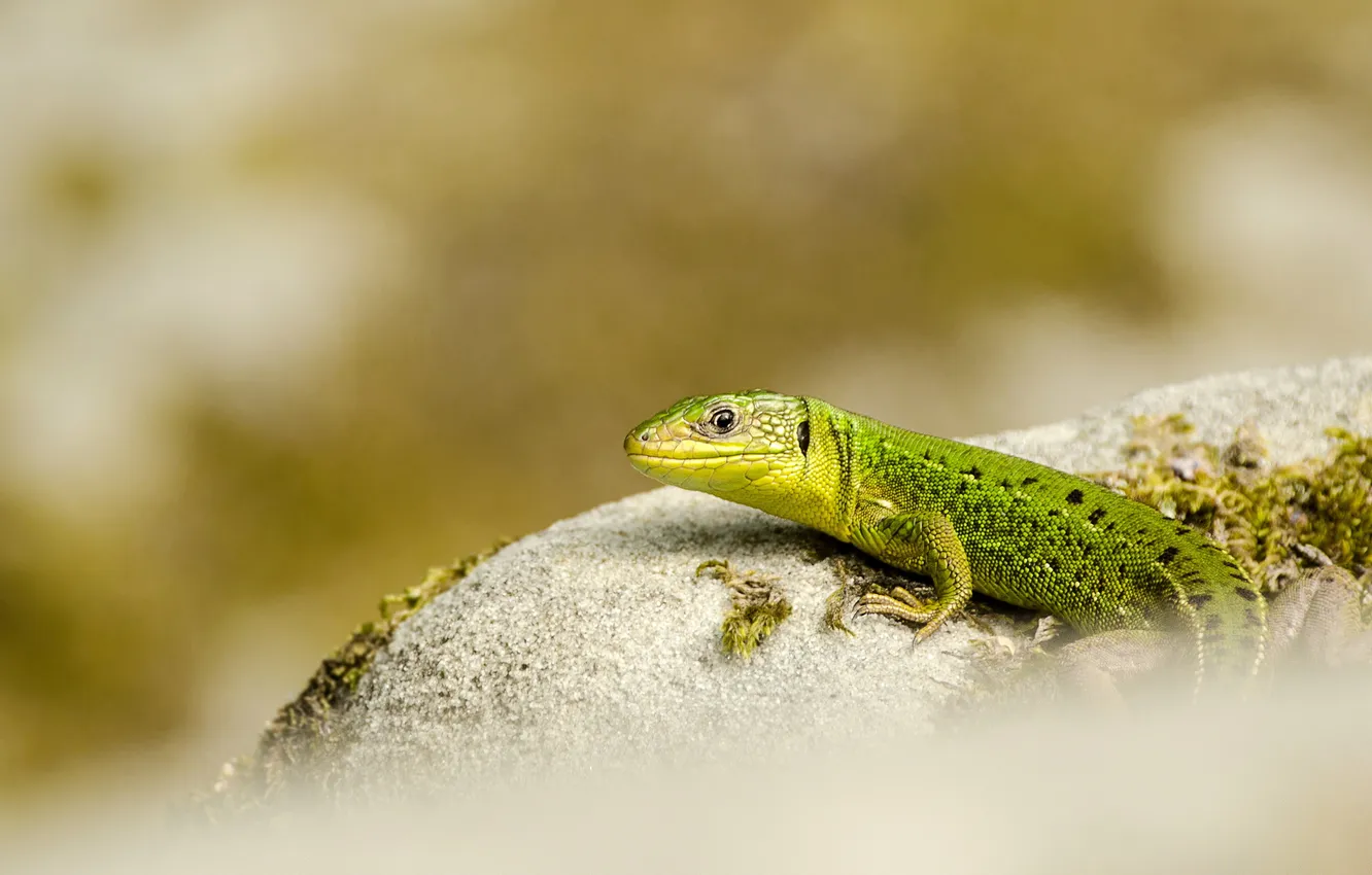 Photo wallpaper nature, background, lizard