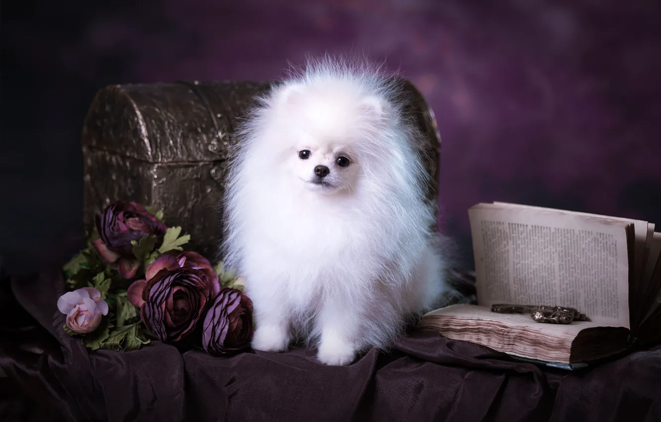 Photo wallpaper white, purple, look, pose, background, dog, bouquet, fluffy