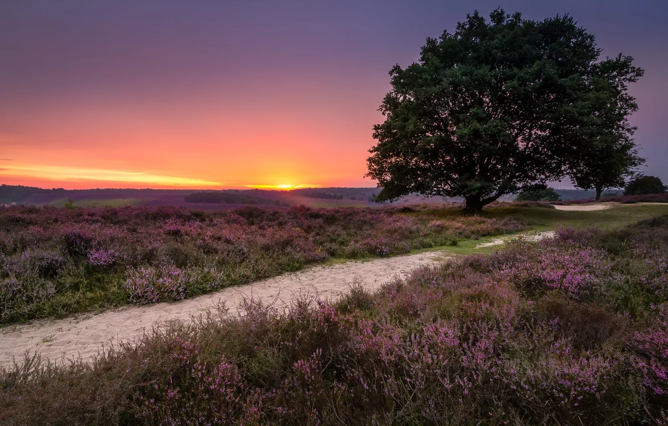 Photo wallpaper landscape, nature, tree, dawn, morning, track, grass, Netherlands