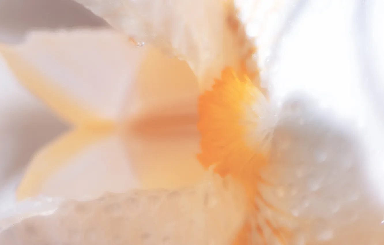 Photo wallpaper flowers, Rosa, iris