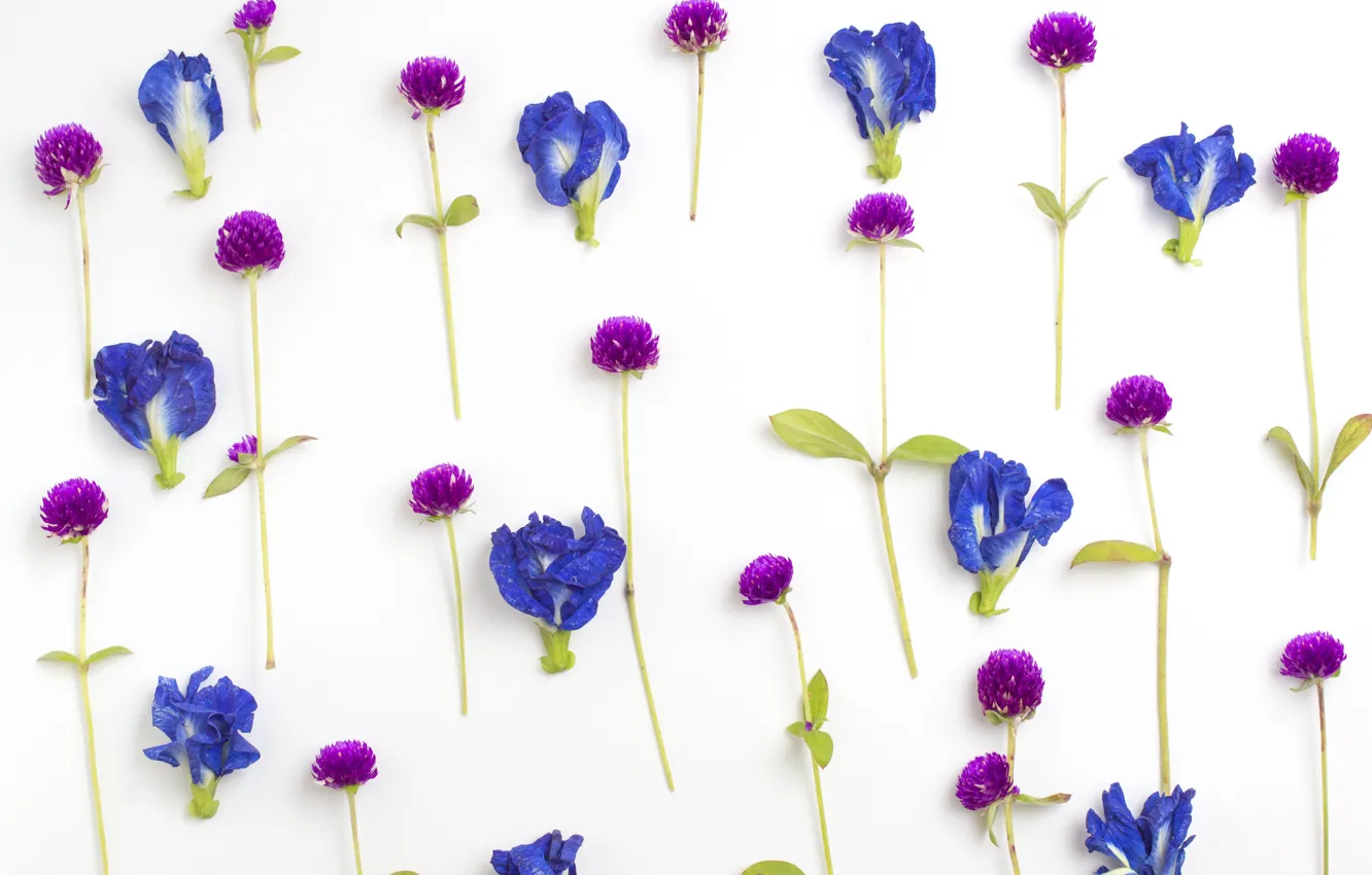 Photo wallpaper flowers, petals, Clover, Iris