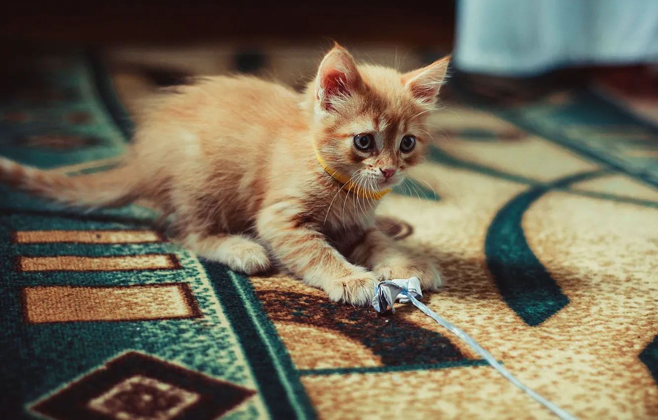 Photo wallpaper cat, look, pose, kitty, room, pattern, carpet, the game